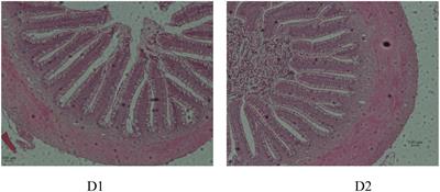 Effects of Dietary Inclusion of Shrimp Paste on Growth Performance, Digestive Enzymes Activities, Antioxidant and Immunological Status and Intestinal Morphology of Hybrid Snakehead (Channa maculata ♀ × Channa argus ♂)